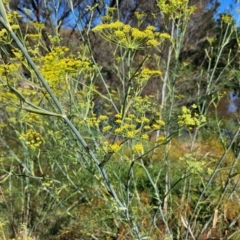 Foeniculum vulgare at Lower Molonglo - 2 Feb 2024 10:21 AM