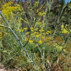 Foeniculum vulgare at Lower Molonglo - 2 Feb 2024 10:21 AM