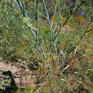 Foeniculum vulgare at Lower Molonglo - 2 Feb 2024 10:21 AM