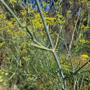 Foeniculum vulgare at Lower Molonglo - 2 Feb 2024 10:21 AM