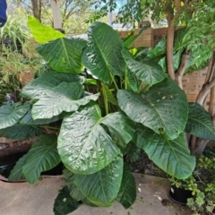 Colocasia esculenta var. esculenta (taro (tuberous, cultivation origin)) at Spence, ACT - 2 Feb 2024 by Jiggy