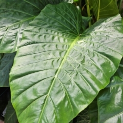 Colocasia esculenta at Spence, ACT - 2 Feb 2024 03:00 PM