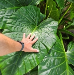 Colocasia esculenta at Spence, ACT - 2 Feb 2024 03:00 PM