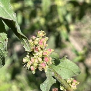 Rumex conglomeratus at QPRC LGA - 2 Feb 2024 02:53 PM