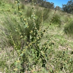 Rumex conglomeratus at QPRC LGA - 2 Feb 2024 02:53 PM