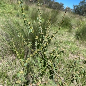 Rumex conglomeratus at QPRC LGA - 2 Feb 2024