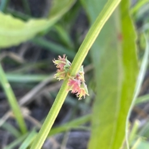 Rumex brownii at QPRC LGA - 2 Feb 2024