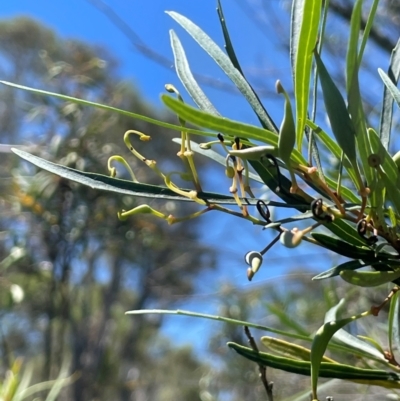 Lomatia myricoides (River Lomatia) at Bendoura, NSW - 2 Feb 2024 by JaneR