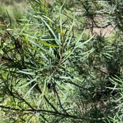 Lomatia myricoides at QPRC LGA - 2 Feb 2024