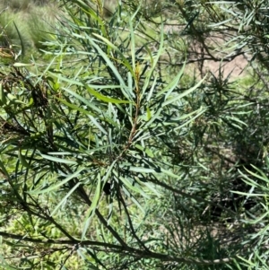 Lomatia myricoides at QPRC LGA - 2 Feb 2024