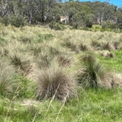 Poa labillardierei (Common Tussock Grass, River Tussock Grass) at Bendoura, NSW - 2 Feb 2024 by JaneR