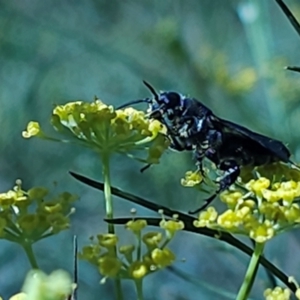 Austroscolia soror at Molonglo River Reserve - 2 Feb 2024