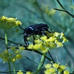 Austroscolia soror at Molonglo River Reserve - 2 Feb 2024 10:23 AM