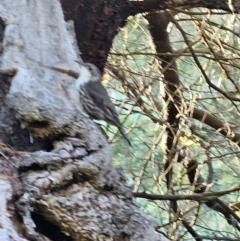 Cormobates leucophaea (White-throated Treecreeper) at Molonglo River Reserve - 1 Feb 2024 by Jiggy