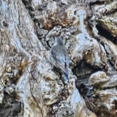 Cormobates leucophaea at Molonglo River Reserve - 2 Feb 2024 08:12 AM