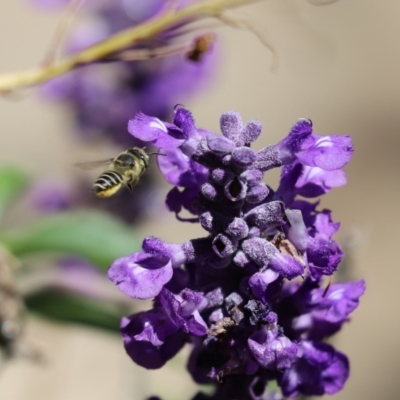 Megachile (Eutricharaea) serricauda (Leafcutter bee, Megachilid bee) at Cook, ACT - 2 Feb 2024 by Tammy