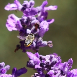 Megachile (Eutricharaea) serricauda at Cook, ACT - 2 Feb 2024