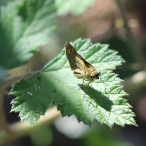 Ocybadistes walkeri at Cook, ACT - 1 Feb 2024 03:33 PM