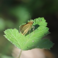 Ocybadistes walkeri at Cook, ACT - 1 Feb 2024 03:33 PM