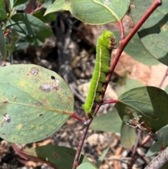 Opodiphthera helena (Helena Gum Moth) at Mount Clear, ACT - 31 Jan 2024 by Bushpig