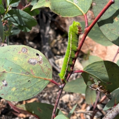 Opodiphthera helena (Helena Gum Moth) at Namadgi National Park - 31 Jan 2024 by Bushpig