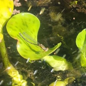 Coenagrionidae (family) at Erskine, WA - suppressed