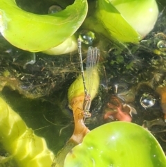 Coenagrionidae (family) at Erskine, WA - suppressed