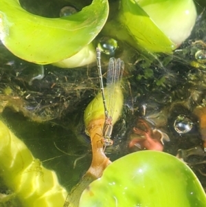 Coenagrionidae (family) at Erskine, WA - suppressed