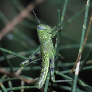 Valanga irregularis at Ormiston, QLD - 1 Feb 2024 01:00 PM