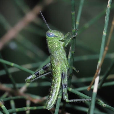 Valanga irregularis (Hedge Grasshopper) at Ormiston, QLD - 1 Feb 2024 by TimL