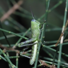 Valanga irregularis at Ormiston, QLD - 1 Feb 2024 01:00 PM