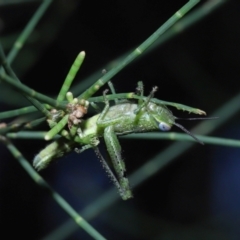 Valanga irregularis at Ormiston, QLD - 1 Feb 2024 01:00 PM