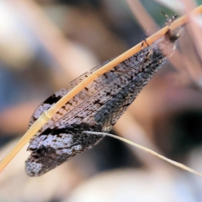 Glenoleon sp. (genus) (Antlion lacewing) at WREN Reserves - 2 Feb 2024 by KylieWaldon