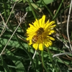 Apis mellifera (European honey bee) at Crace Grassland (CR_2) - 18 Jan 2024 by MiaThurgate