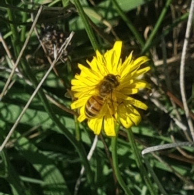 Apis mellifera (European honey bee) at Crace Grasslands - 18 Jan 2024 by MiaThurgate