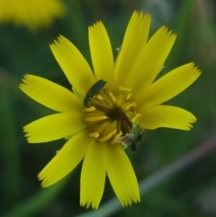 Dasytinae (subfamily) (Soft-winged flower beetle) at Mitchell, ACT - 18 Jan 2024 by MiaThurgate