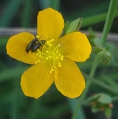 Dasytinae (subfamily) at Crace Grassland (CR_2) - 19 Jan 2024