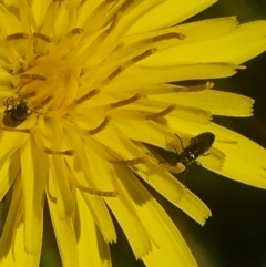 Dasytinae (subfamily) at Crace Grassland (CR_2) - 19 Jan 2024