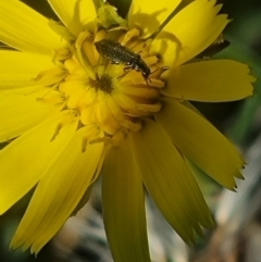 Dasytinae (subfamily) at Crace Grassland (CR_2) - 19 Jan 2024