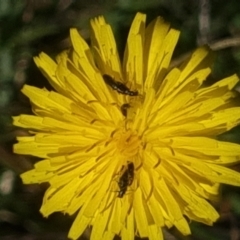 Dasytinae (subfamily) at Crace Grassland (CR_2) - 19 Jan 2024