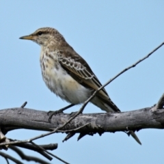 Lalage tricolor (White-winged Triller) at The Pinnacle - 3 Feb 2024 by Thurstan