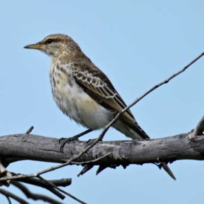 Lalage tricolor (White-winged Triller) at Weetangera, ACT - 2 Feb 2024 by Thurstan