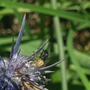 Diptera (order) at Crace Grassland (CR_2) - 19 Jan 2024