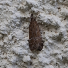 Eudonia cleodoralis (A Crambid moth) at Lyons, ACT - 3 Feb 2024 by ran452