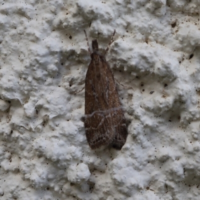 Eudonia cleodoralis (A Crambid moth) at Lyons, ACT - 2 Feb 2024 by ran452