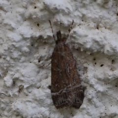 Eudonia cleodoralis at Lyons, ACT - 3 Feb 2024 10:18 AM