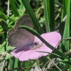 Zizina otis (Common Grass-Blue) at Crace Grasslands - 18 Jan 2024 by MiaThurgate