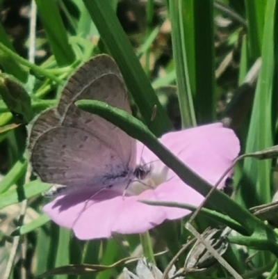 Zizina otis (Common Grass-Blue) at Crace Grasslands - 18 Jan 2024 by MiaThurgate