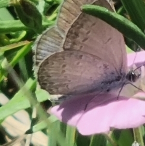 Zizina otis at Crace Grassland (CR_2) - 19 Jan 2024