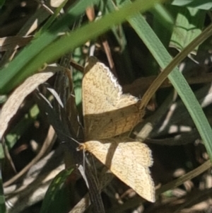 Scopula rubraria at Crace Grassland (CR_2) - 19 Jan 2024